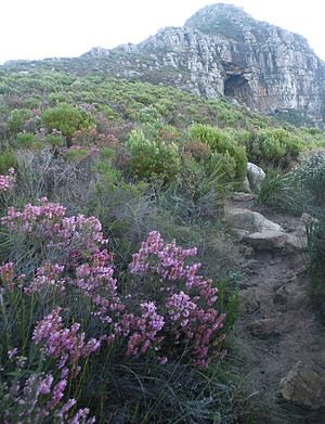 'n Erika by die Olifantsoog-grot naby Constantia, Kaapstad.